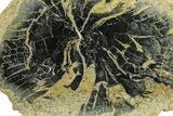 Polished Petrified Wood Limb Round - Indonesia #271453-1